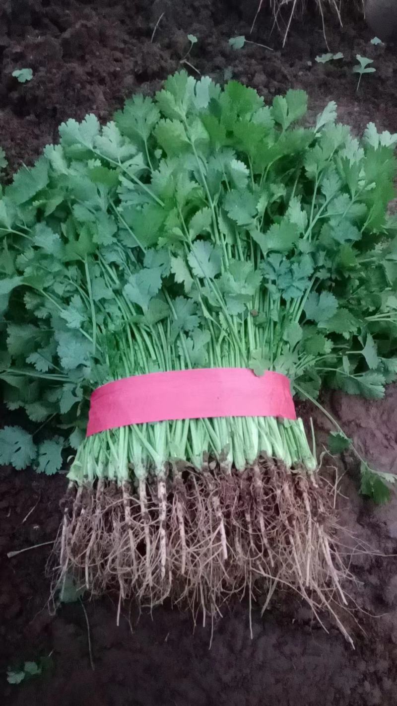 新鲜香菜，大叶香菜，大量供应，价格实惠，欢迎进店咨询采购！