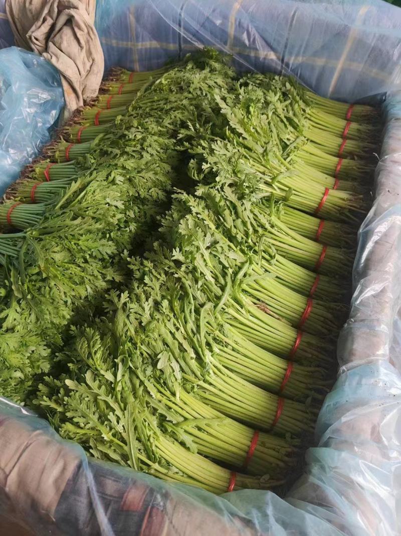 新鲜优质茼蒿，大量供应，品质保证，欢迎进店咨询采购！
