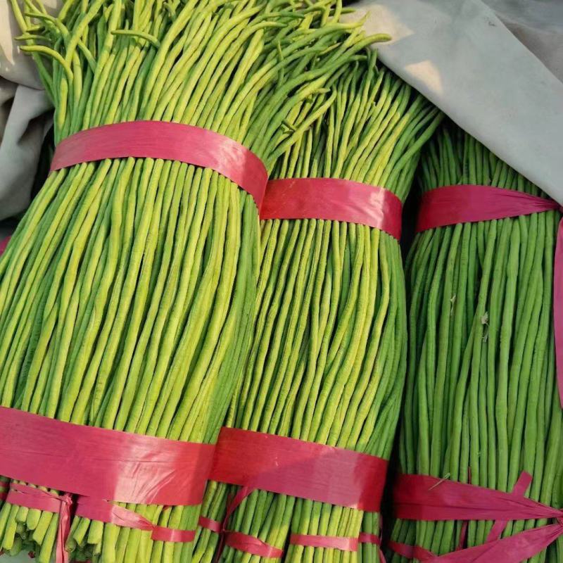 新鲜豆角长豆角，大量供应，品质保证，欢迎咨询采购！