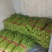 新鲜豆角长豆角，大量供应，品质保证，欢迎咨询采购！