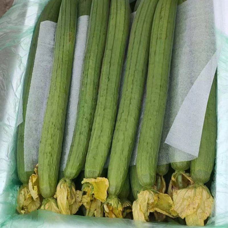 优质鲜花丝瓜，大量供应，品质保证，欢迎进店咨询采购！