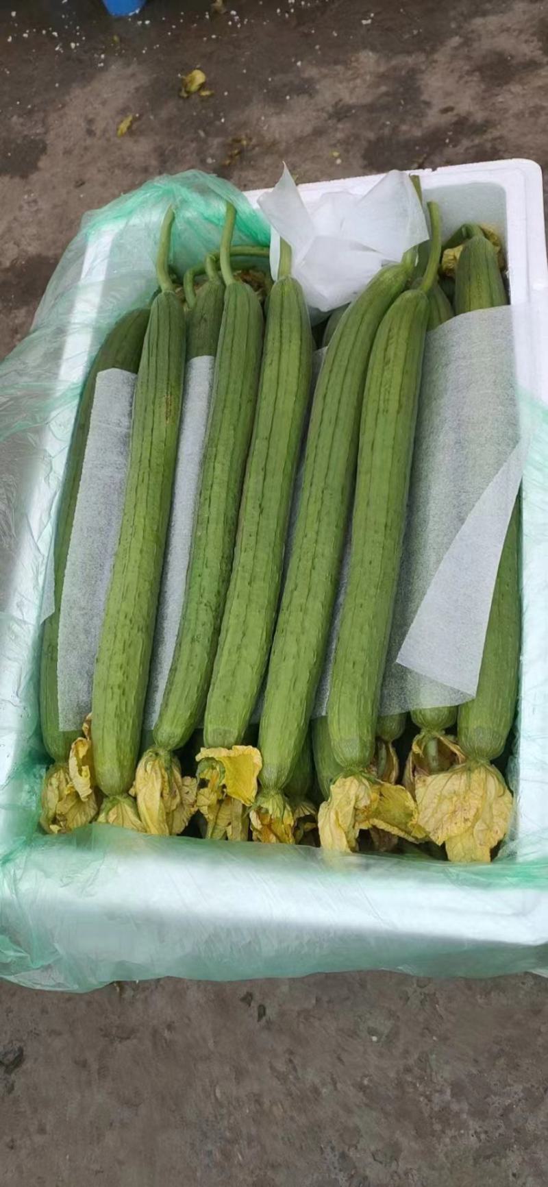 优质鲜花丝瓜，大量供应，品质保证，欢迎进店咨询采购！