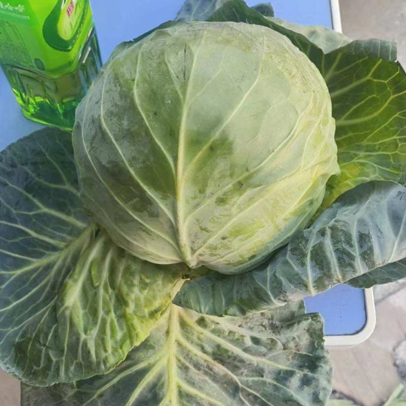 【优质】圆包菜，大量供应，一手货源，欢迎进店咨询采购！