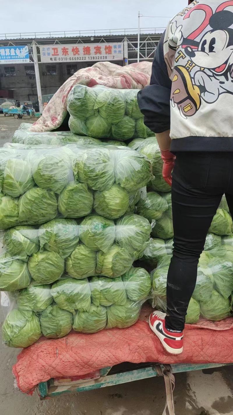 【优质】圆包菜，大量供应，一手货源，欢迎进店咨询采购！