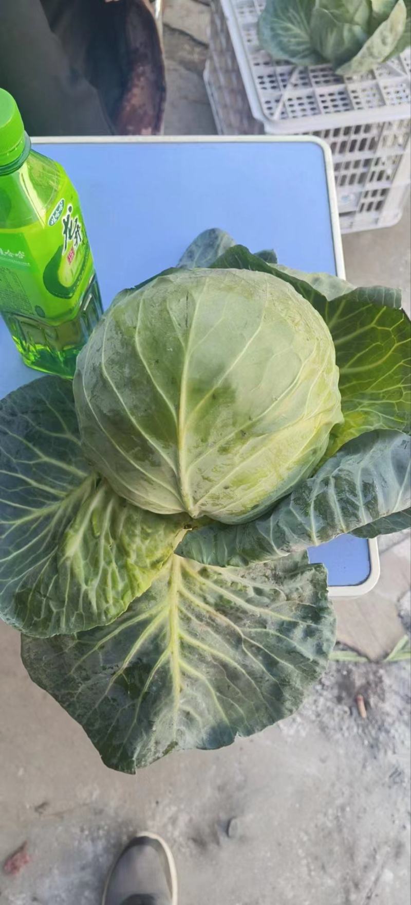 【优质】圆包菜，大量供应，一手货源，欢迎进店咨询采购！