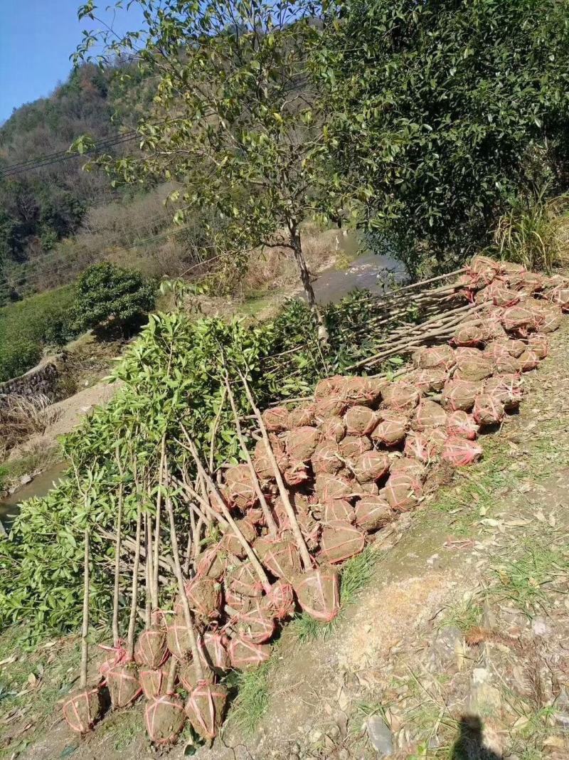 桂花树金桂丹桂八月桂1公分2公分3公分4公分5公分