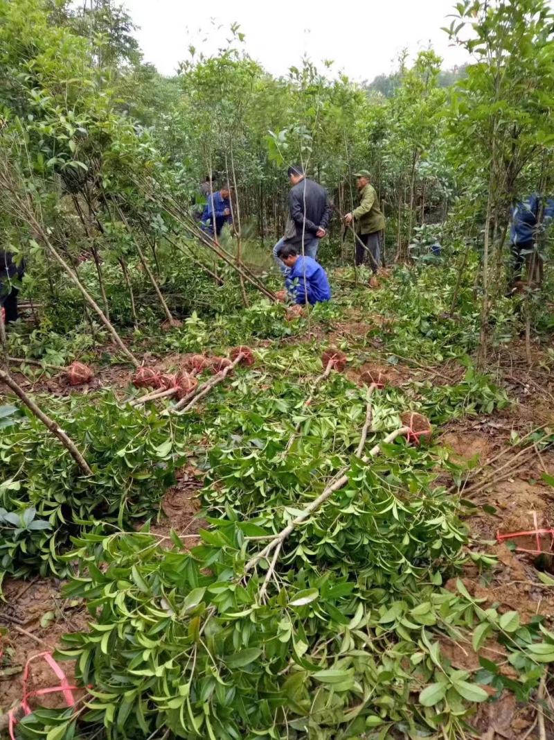桂花树金桂丹桂八月桂1公分2公分3公分4公分5公分