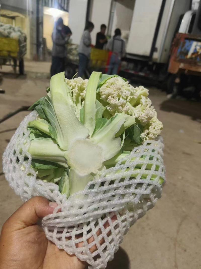 新鲜松花菜，品质保证，大量供应，欢迎广大客商进店咨询采购！