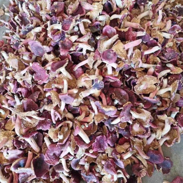 红菇大片食用菌鲜货红菇湖北随州大量有货全国可发欢迎联系