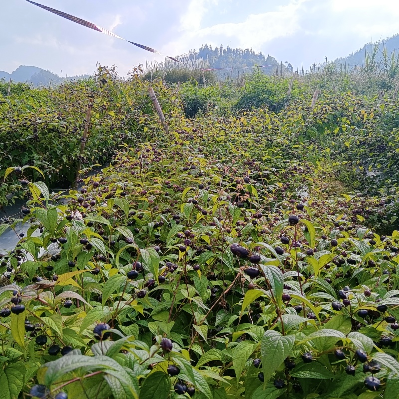 云南马关低纬度高原特色微甜红果参
