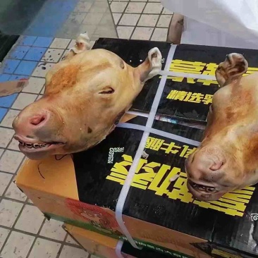火烧毛，小牛头
