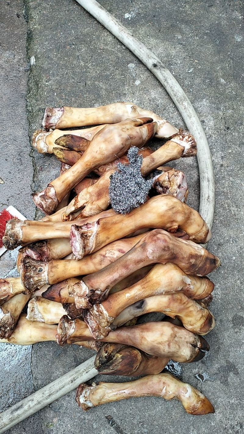 小牛蹄