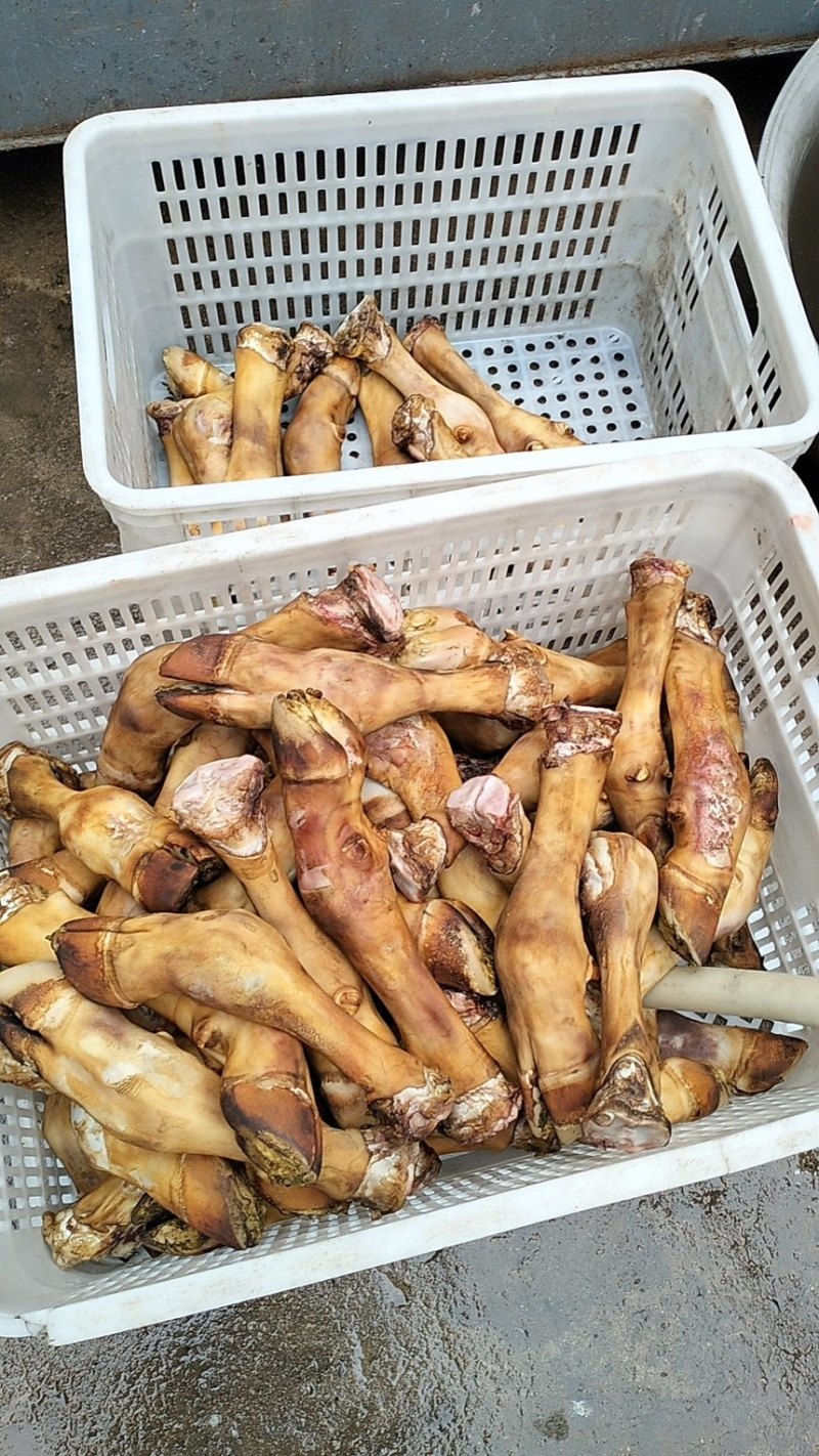小牛蹄