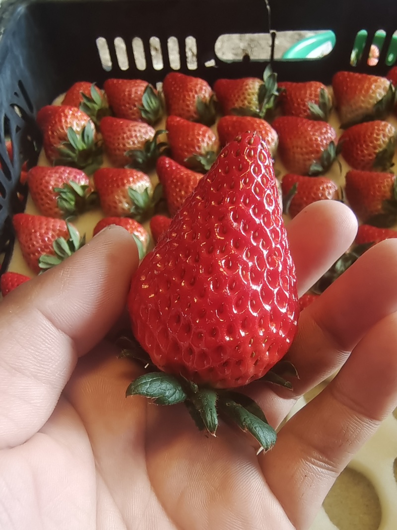 原产地直供万亩红颜草莓一级果奶油草莓大量