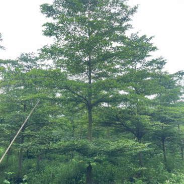 大量出售小叶榄仁