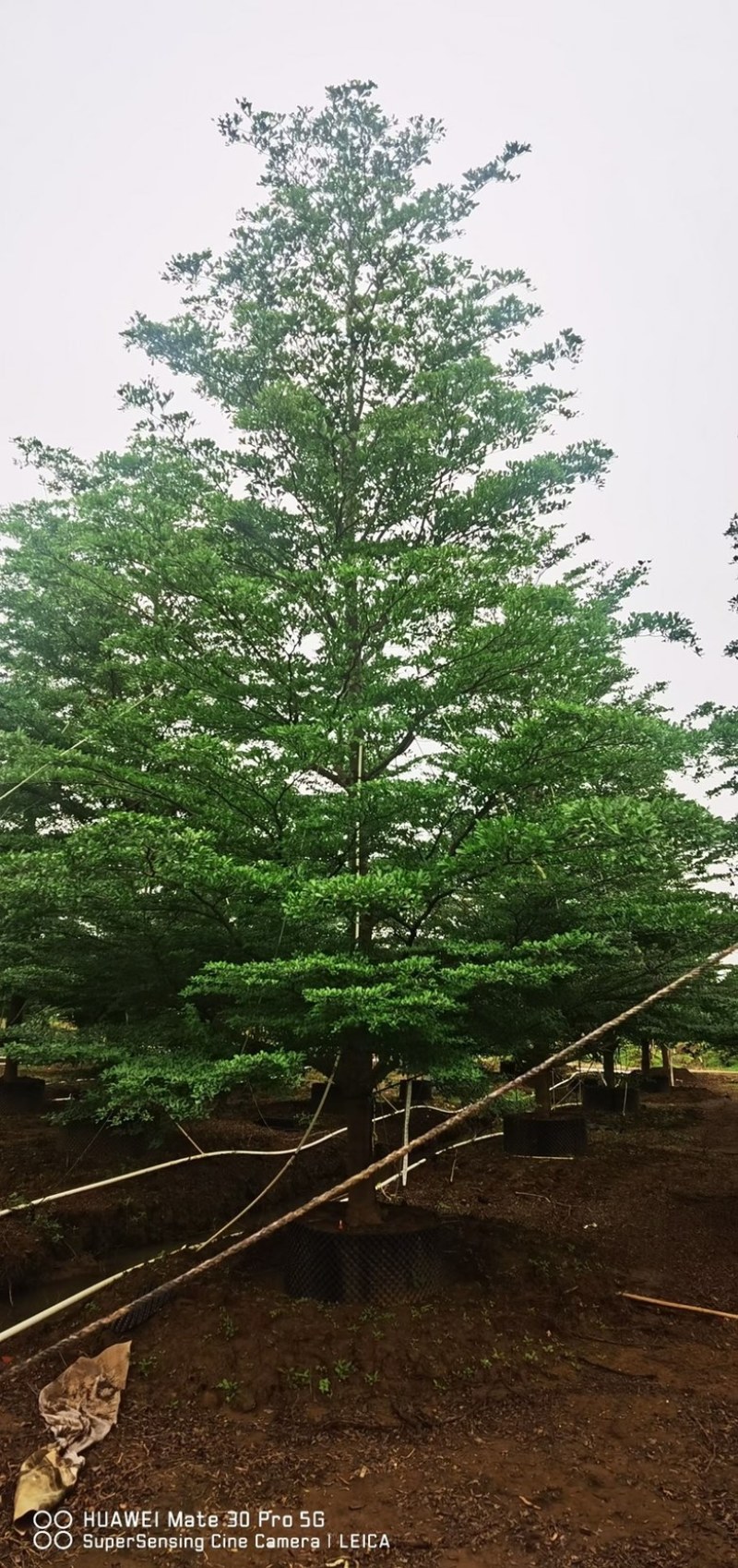 大量出售小叶榄仁