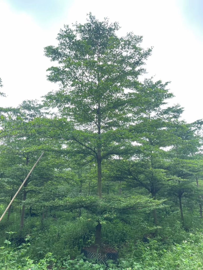 大量出售小叶榄仁