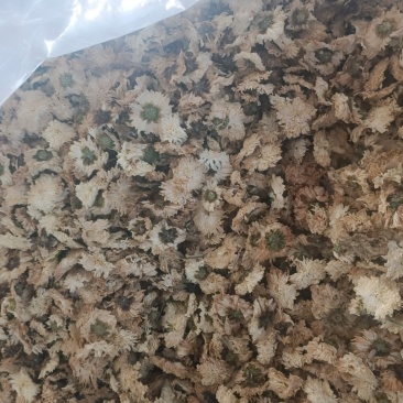 七月菊
