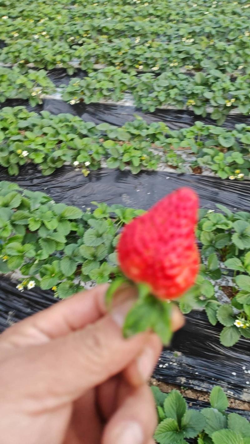 河北精品草莓品种齐全规格齐全电商、商超批发零售