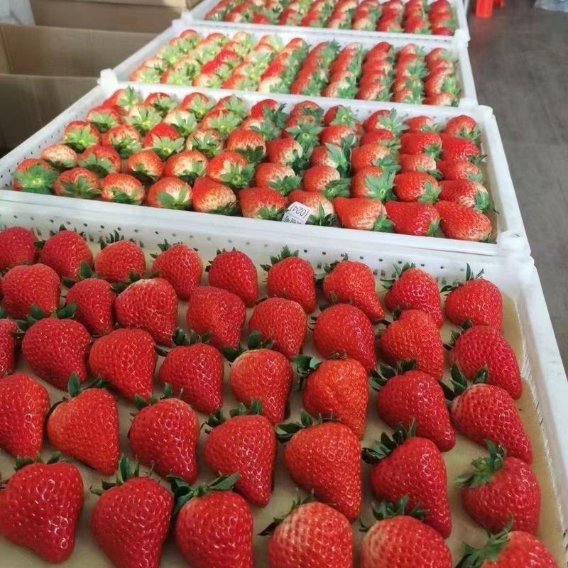 精品红颜草莓基地直供货源充足品质保证对接商超电商