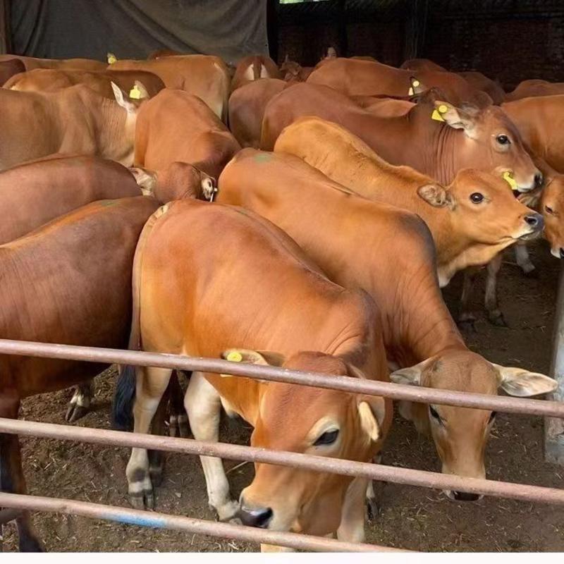 贵州本地散养黄牛农户养殖一手货源直发量大价优