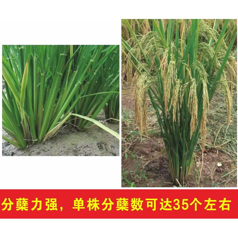 杂交水稻种子高产米好吃大穗长粒香型抗性好稻谷种国色天香