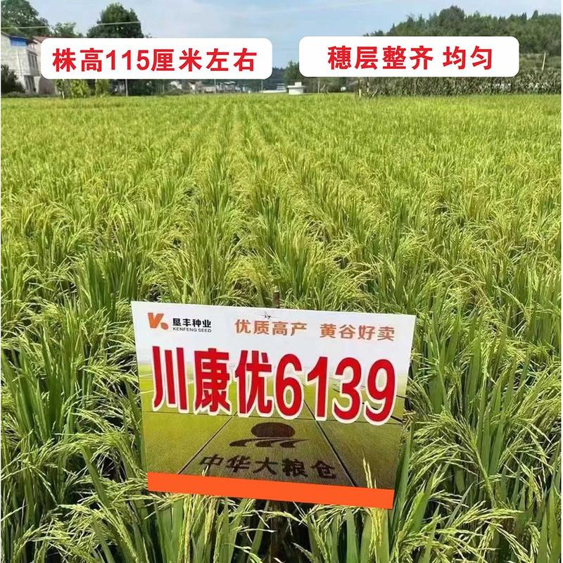 杂交水稻种子高产米好吃大穗长粒香型抗性好稻谷种国色天香