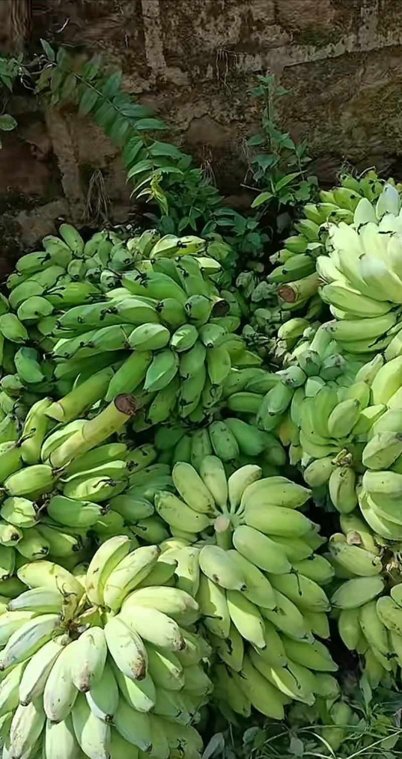 芭蕉