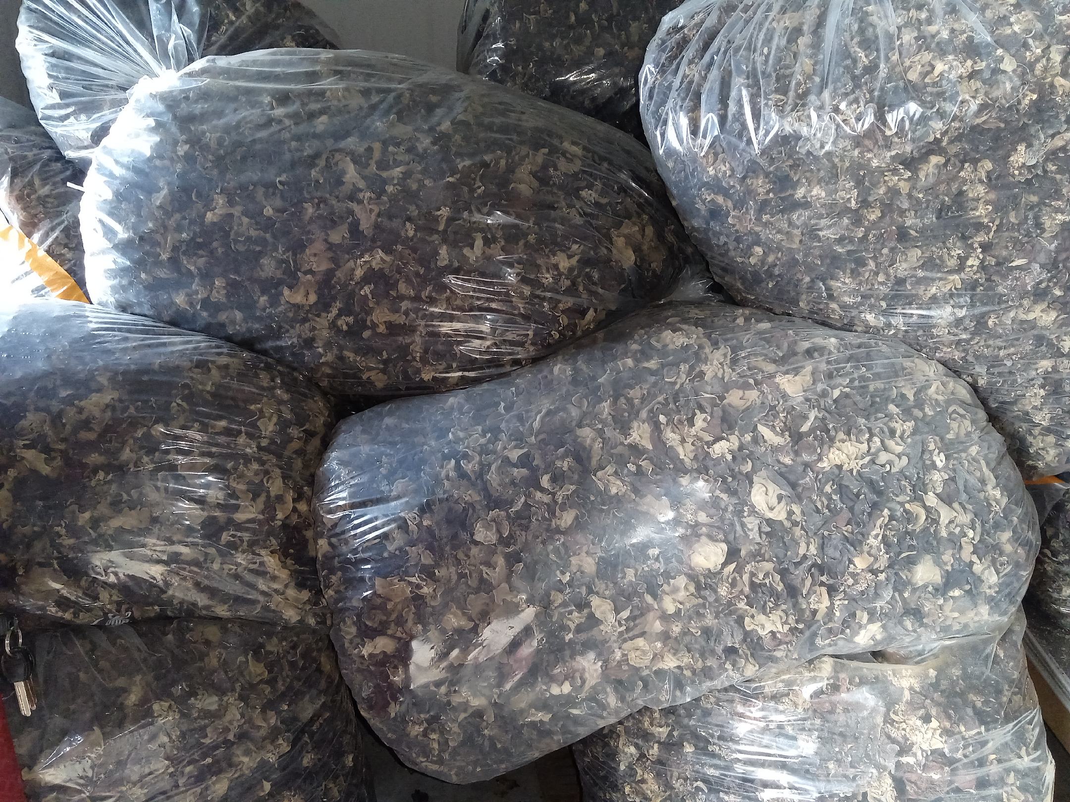 新鲜干燥的毛木耳特写,表面有明显绒毛 毛木耳实物图