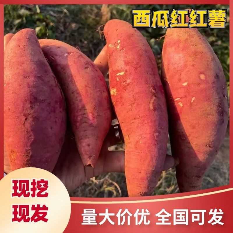 西瓜红红薯帮装车现货现发量大从优欢迎电话联系