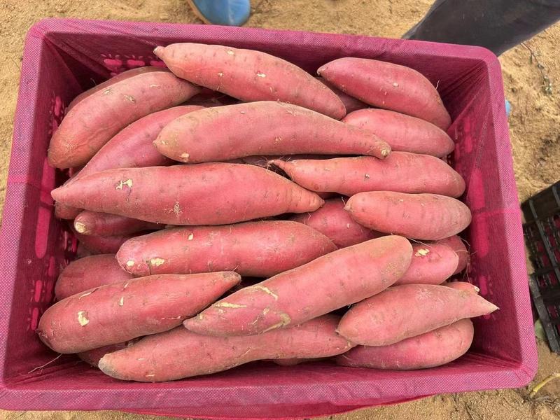 【精品】广东西瓜红红薯蜜薯万亩基地价格实惠品质保证