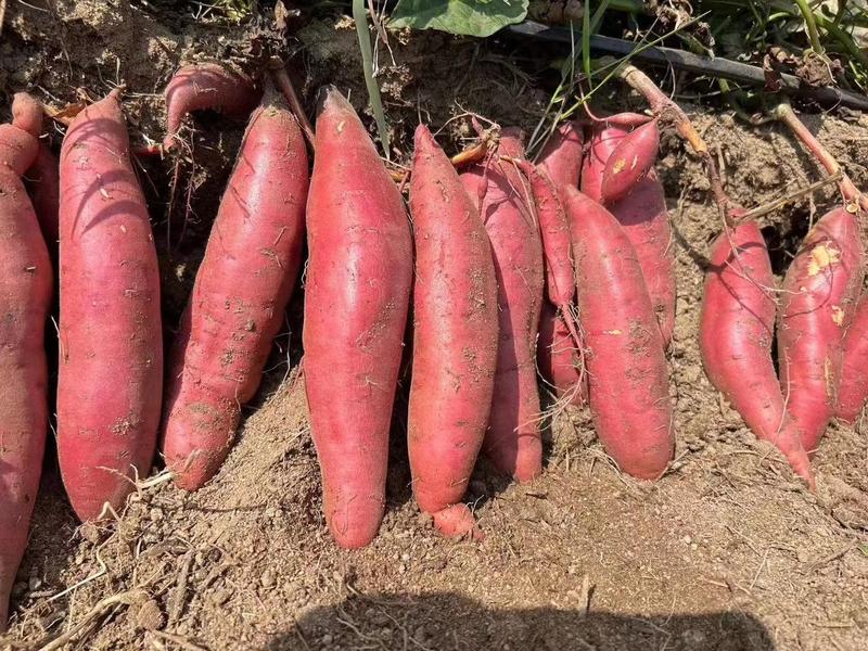 【精品】广东西瓜红红薯蜜薯万亩基地价格实惠品质保证