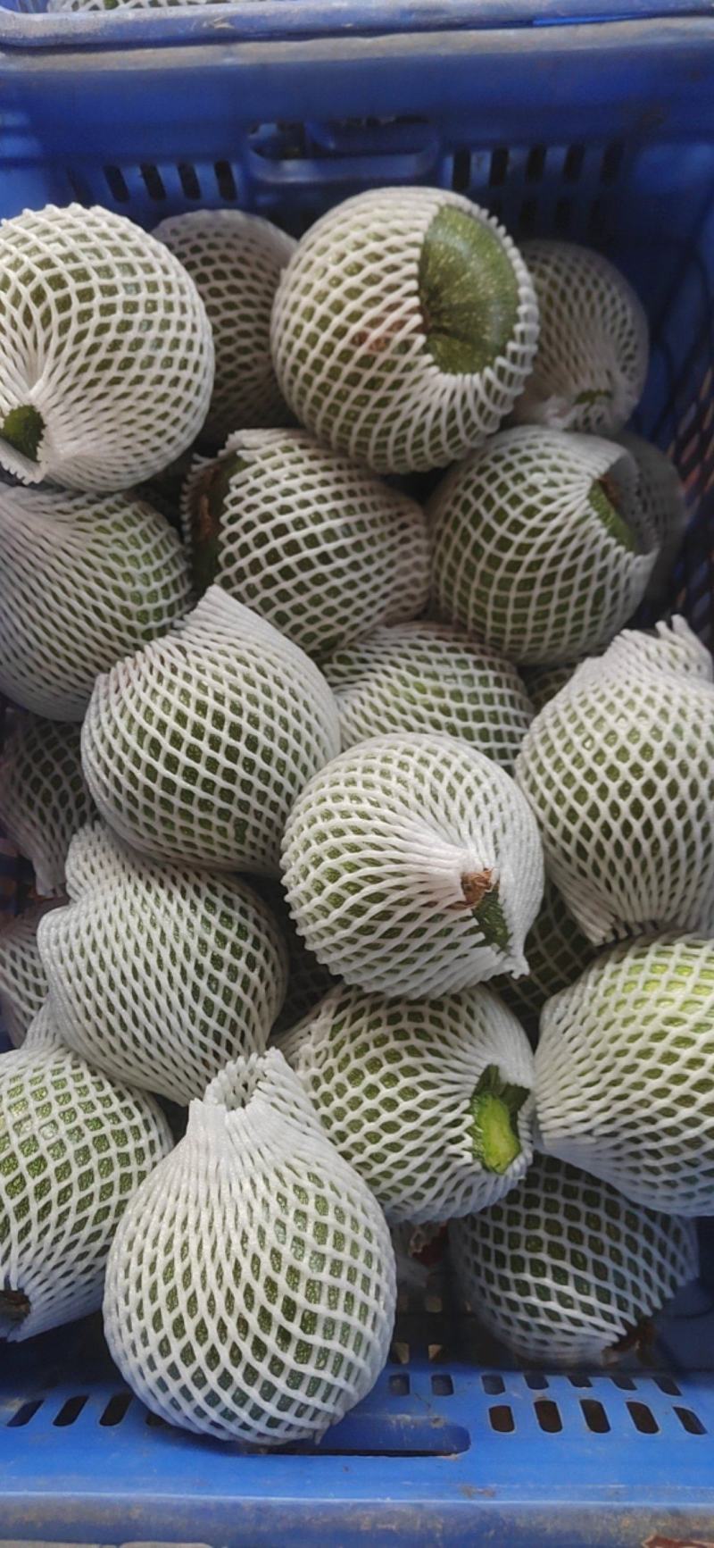 秋季小南瓜上市了，开始大量了.色泽光亮.价格美丽