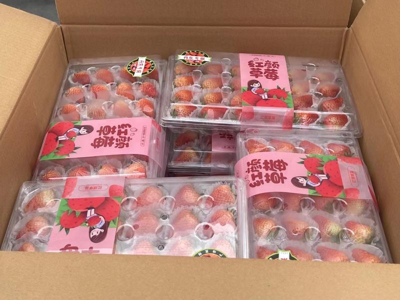【推荐】辽宁丹东九九奶油红颜草莓种植基地一手货源价格稳定