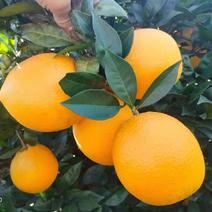 脐橙湖南邵阳脐橙欢迎大量出售55至65小果