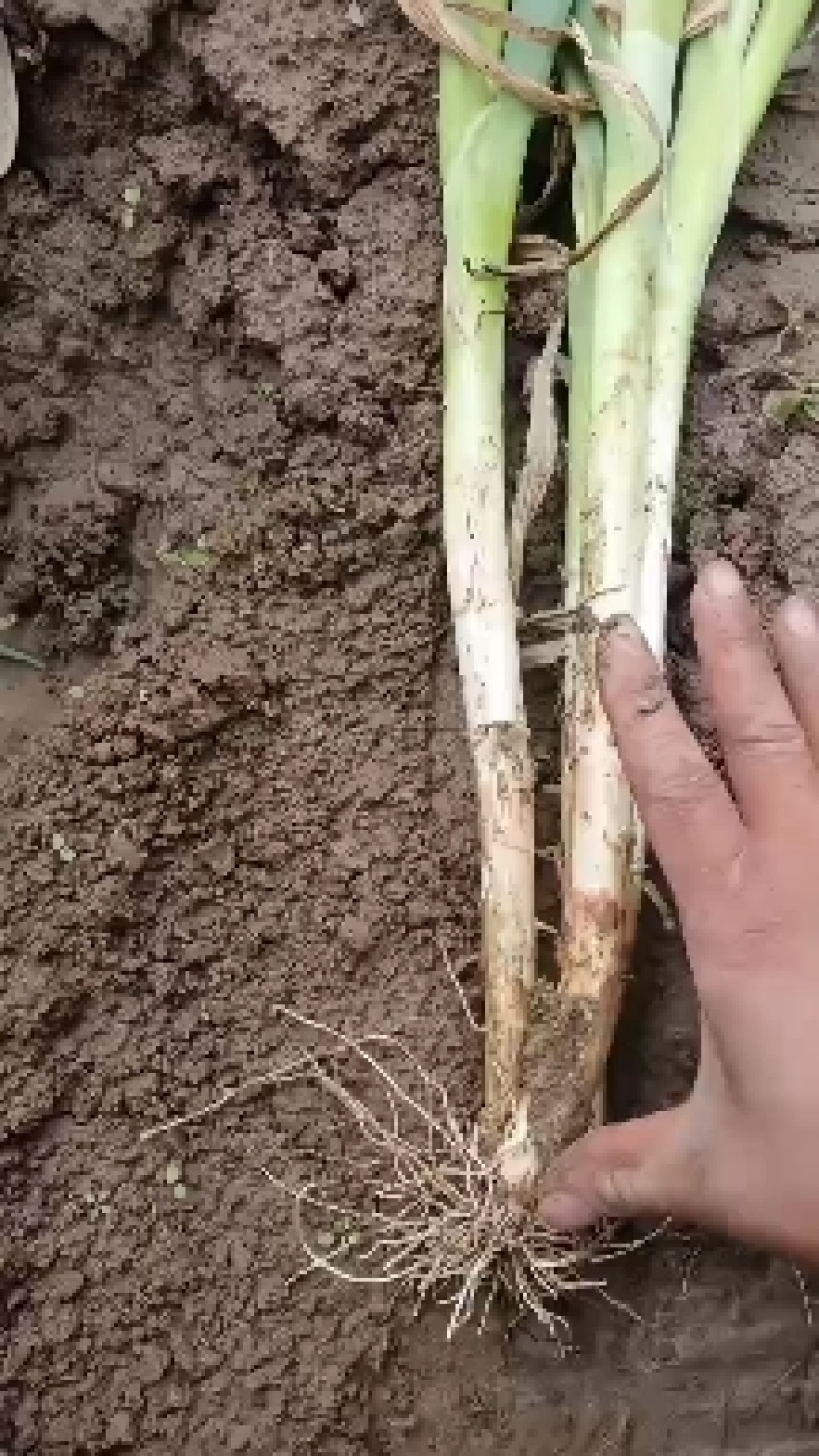 社旗县黄葱大量上市质量优价格低，