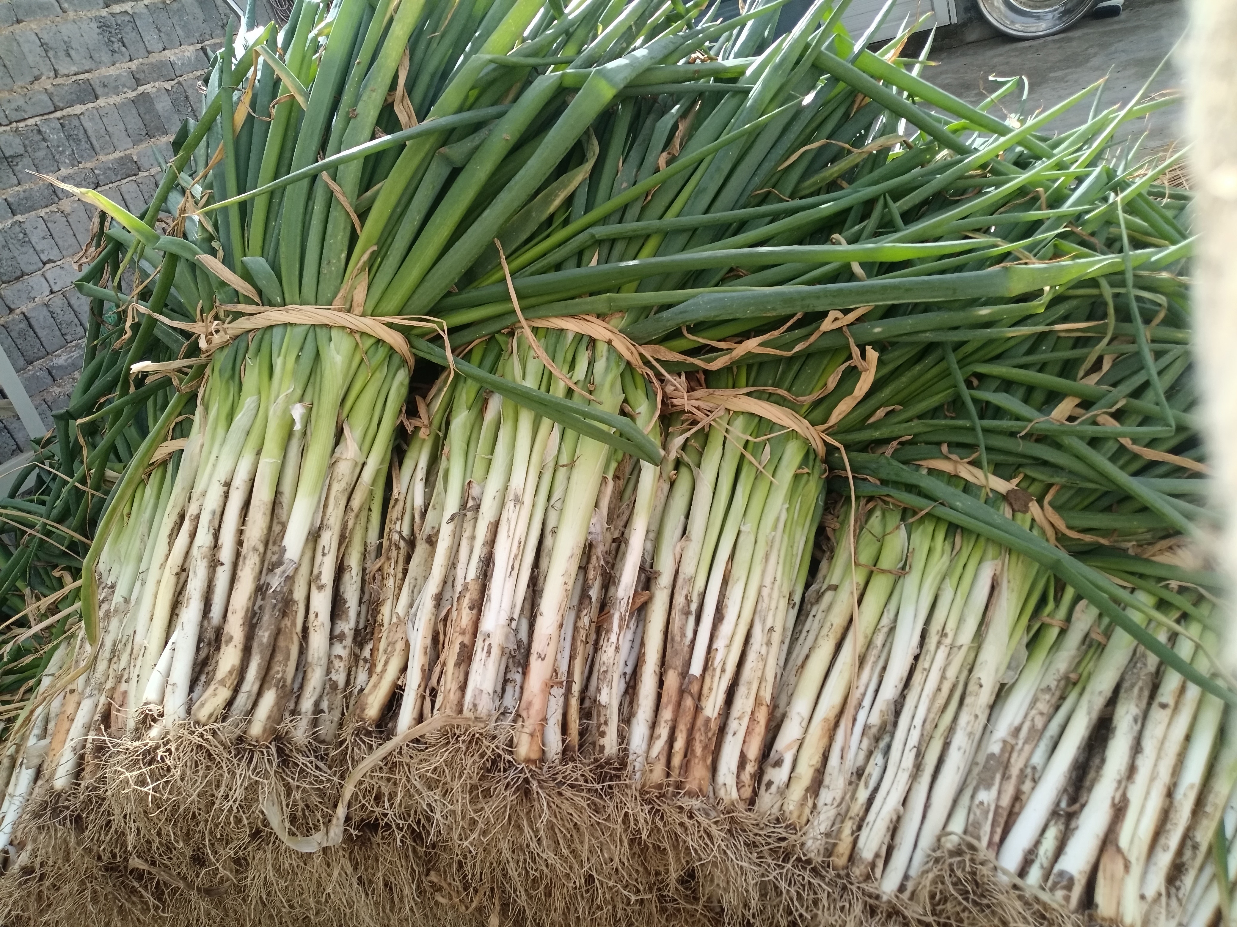 黄皮洋葱与毛葱市场流通形态对比