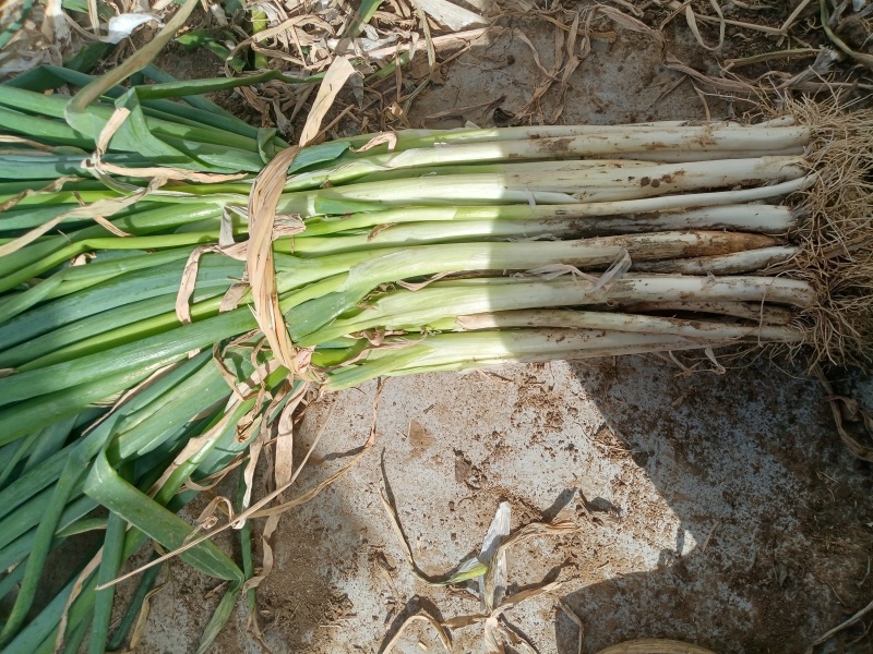 社旗县黄葱大量上市质量优价格低，
