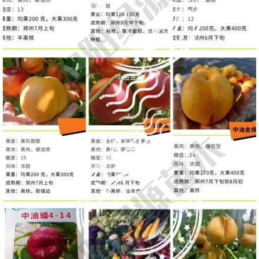 新品种桃树苗，开始发货啦