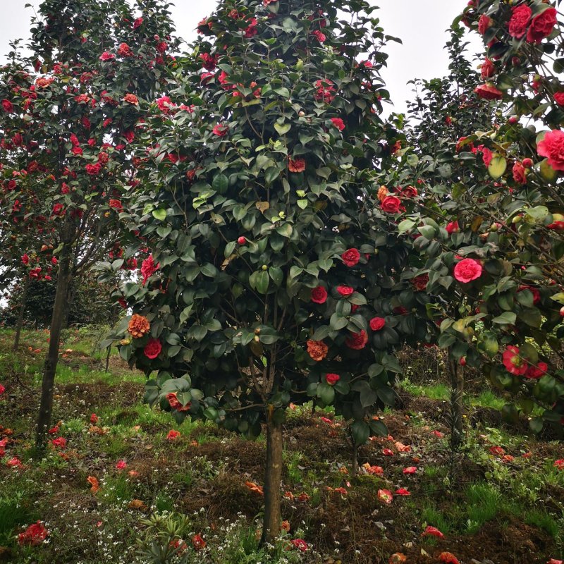 耐冬山茶花四季常青优质茶花树全国可发量大质优