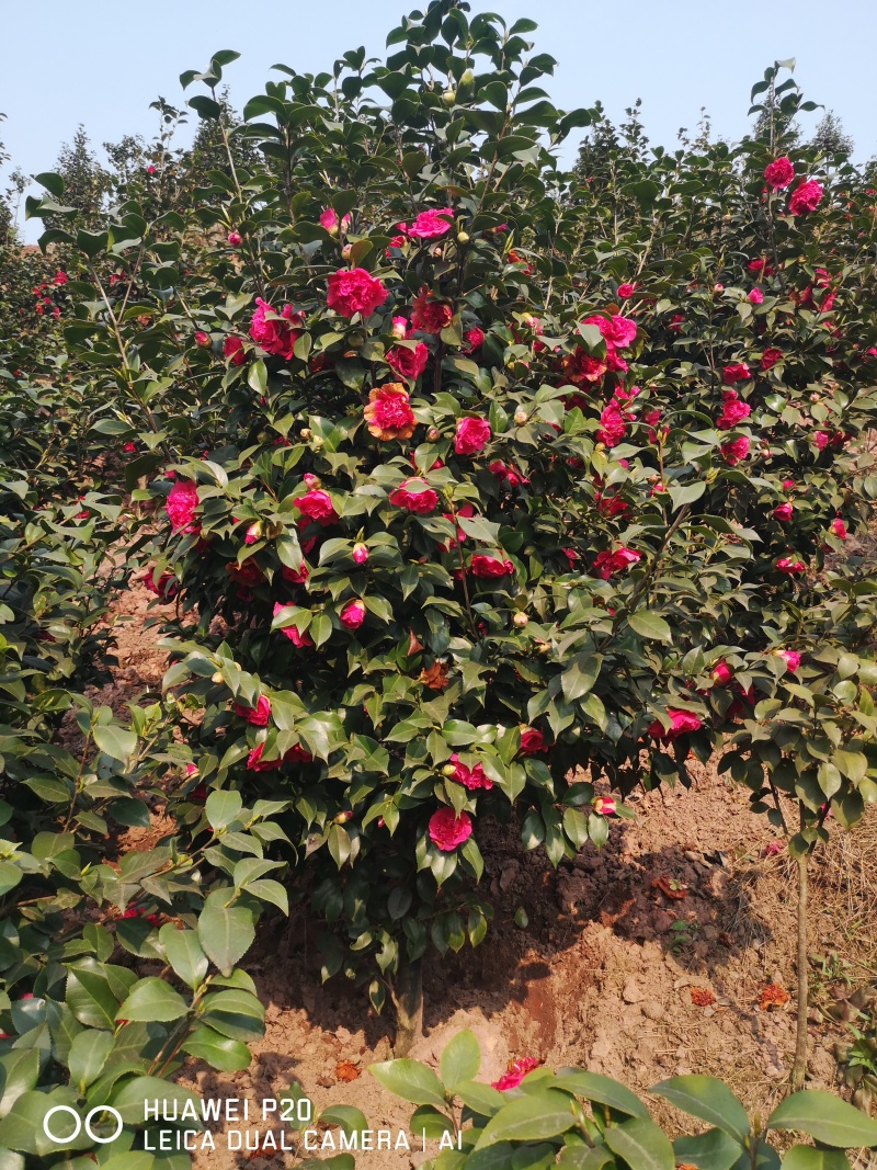耐冬山茶花四季常青优质茶花树全国可发量大质优