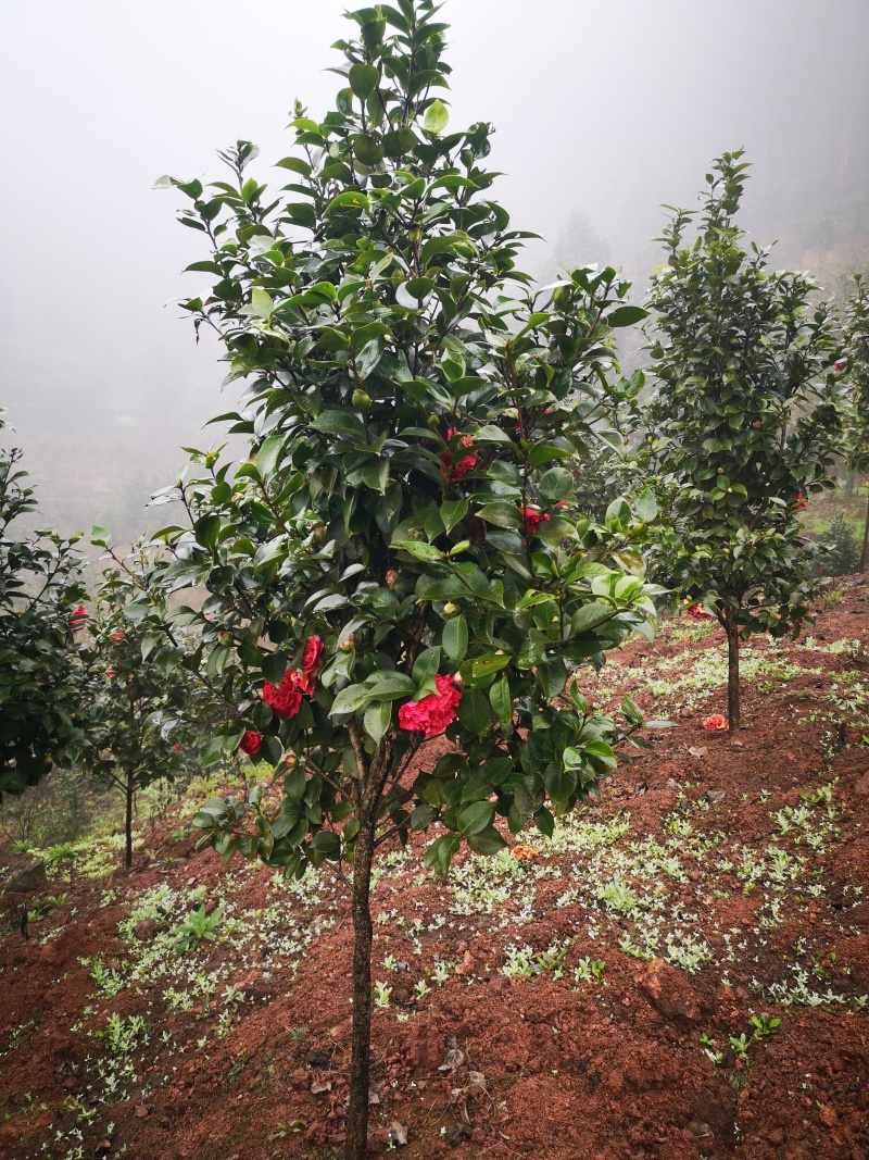 耐冬山茶花四季常青优质茶花树全国可发量大质优