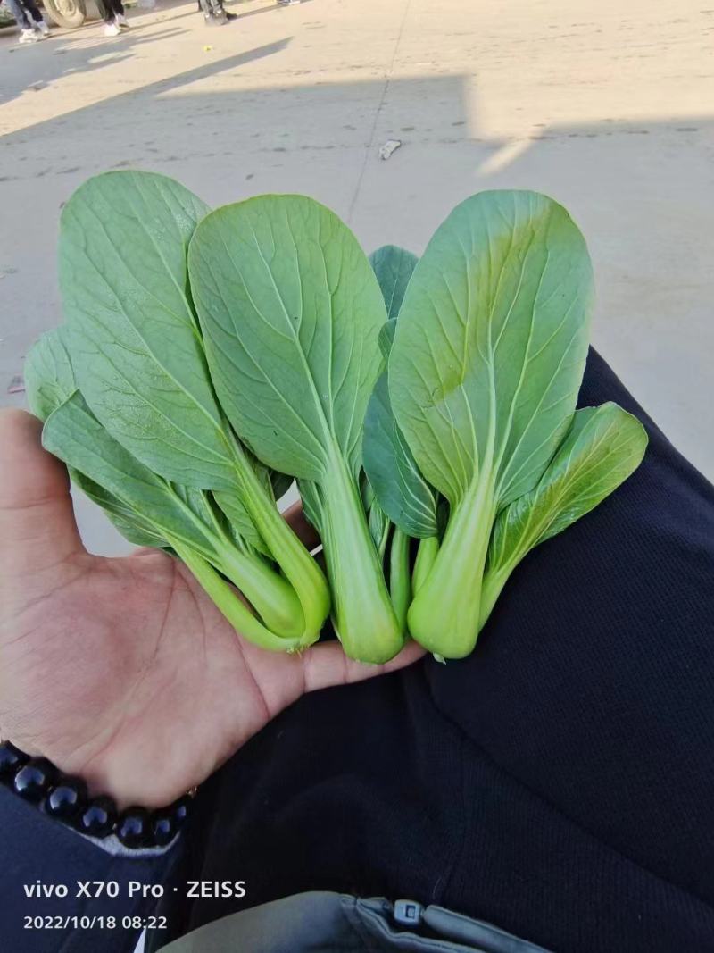 【精品】上海青，新鲜现货，大量供应，欢迎进店咨询采购！