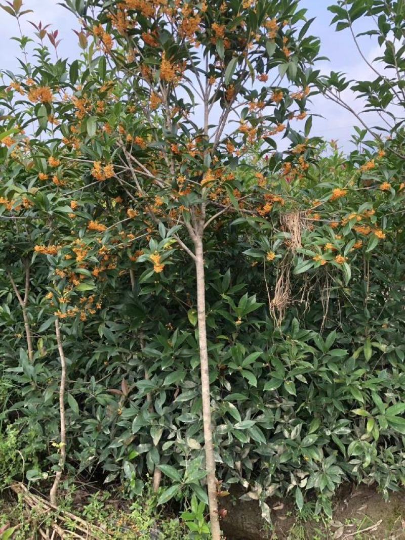 丹桂苗红花耐寒性好花量大开花早产地直发视频看货
