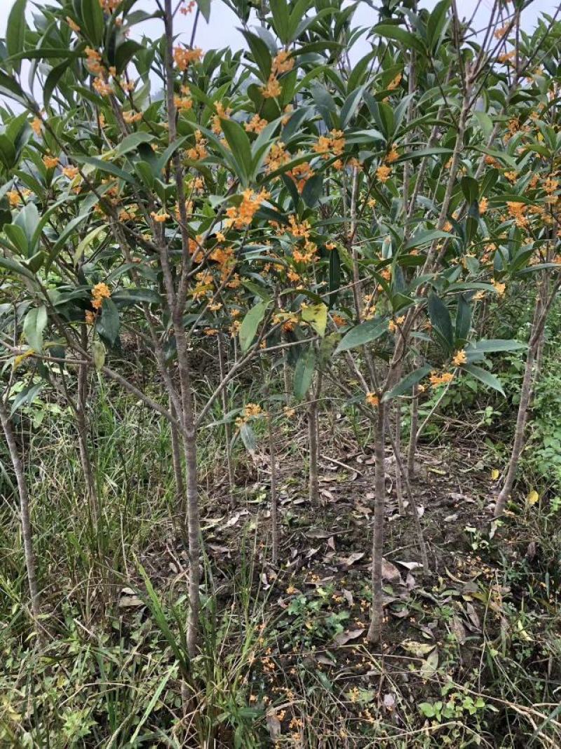 丹桂苗红花耐寒性好花量大开花早产地直发视频看货