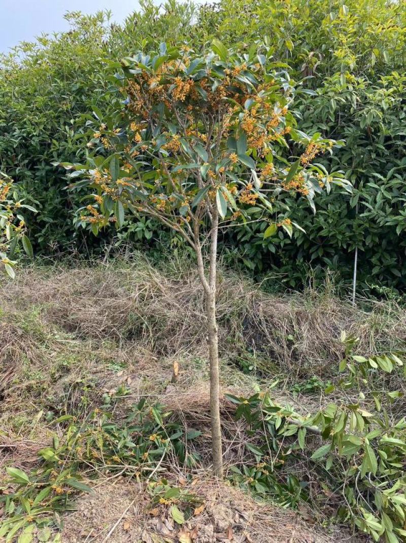 丹桂苗红花耐寒性好花量大开花早产地直发视频看货