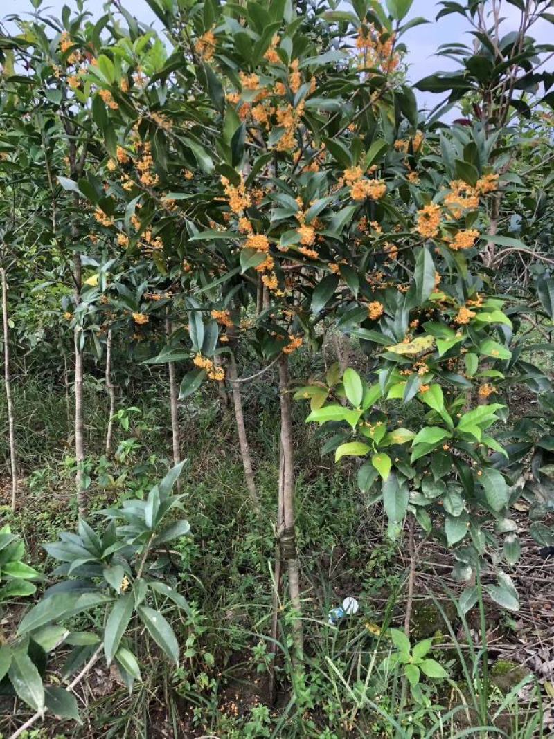 丹桂苗红花耐寒性好花量大开花早产地直发视频看货