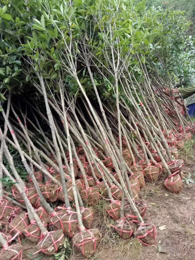 丹桂苗红花耐寒性好花量大开花早产地直发视频看货