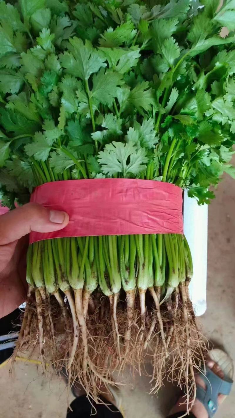 新鲜香菜，大叶香菜，大量供应，价格实惠，欢迎进店咨询采购！