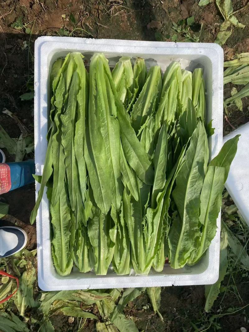 新鲜油麦菜，大量供应，物美价廉，欢迎进店咨询采购！